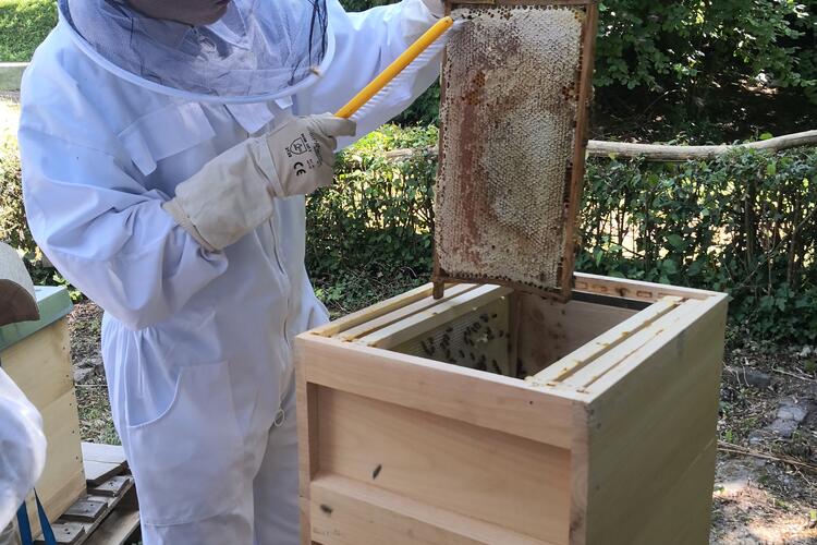 die Waben sind gefüllt, der Honig kann geschleudert werden