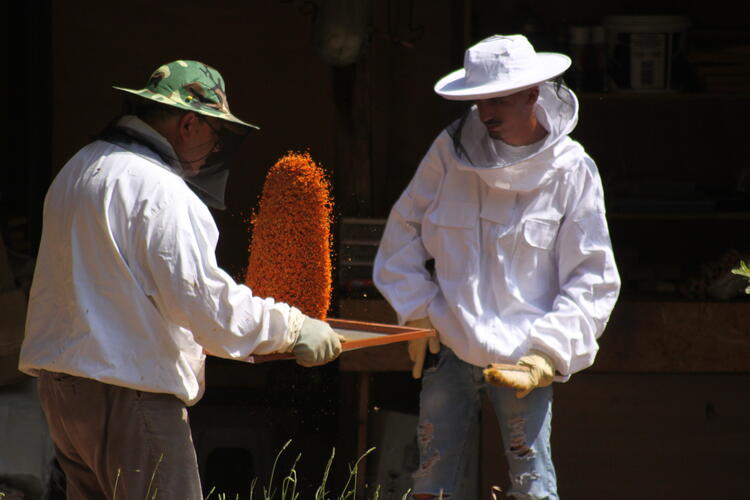Schütteln der Bienenpollen